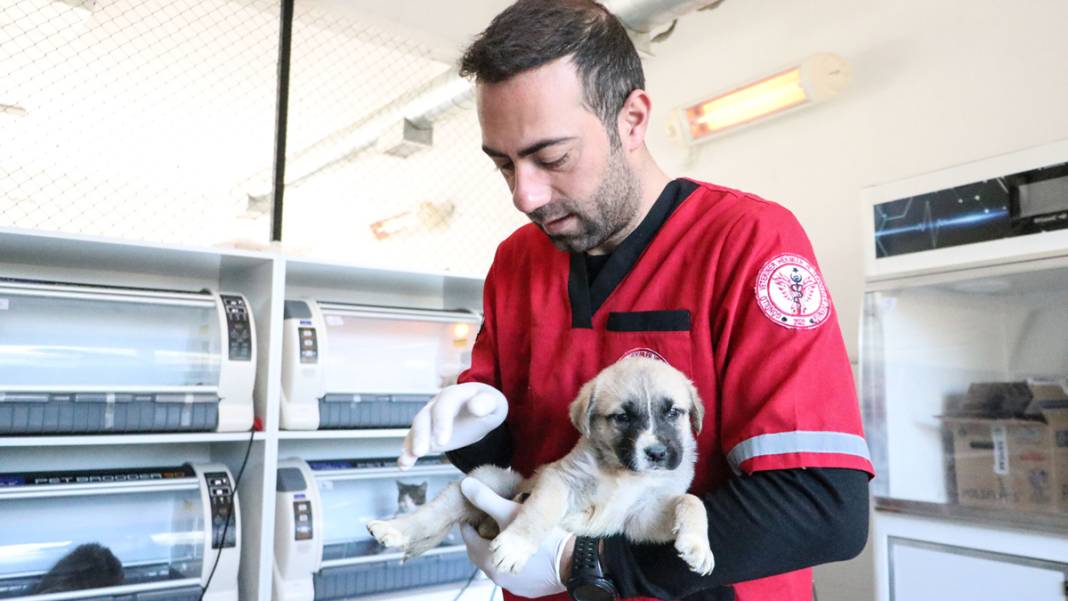 Enkazdan kurtarılan can dostlarımız umut oldu 8