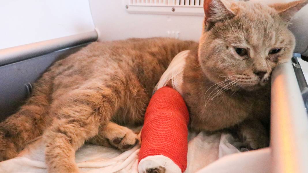 Enkazdan kurtarılan can dostlarımız umut oldu 9