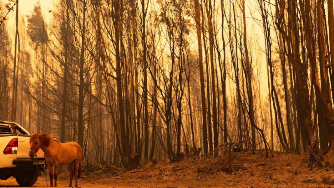 Orman yangınlarında bilanço ağırlaşıyor: Şili’yi alevler yuttu 3