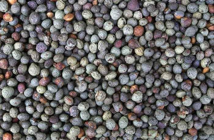 Türk kahvesinden daha faydalı olduğu ortaya çıktı! Bir fincanı öksürüğü 'şıp' diye kesiyor! 4