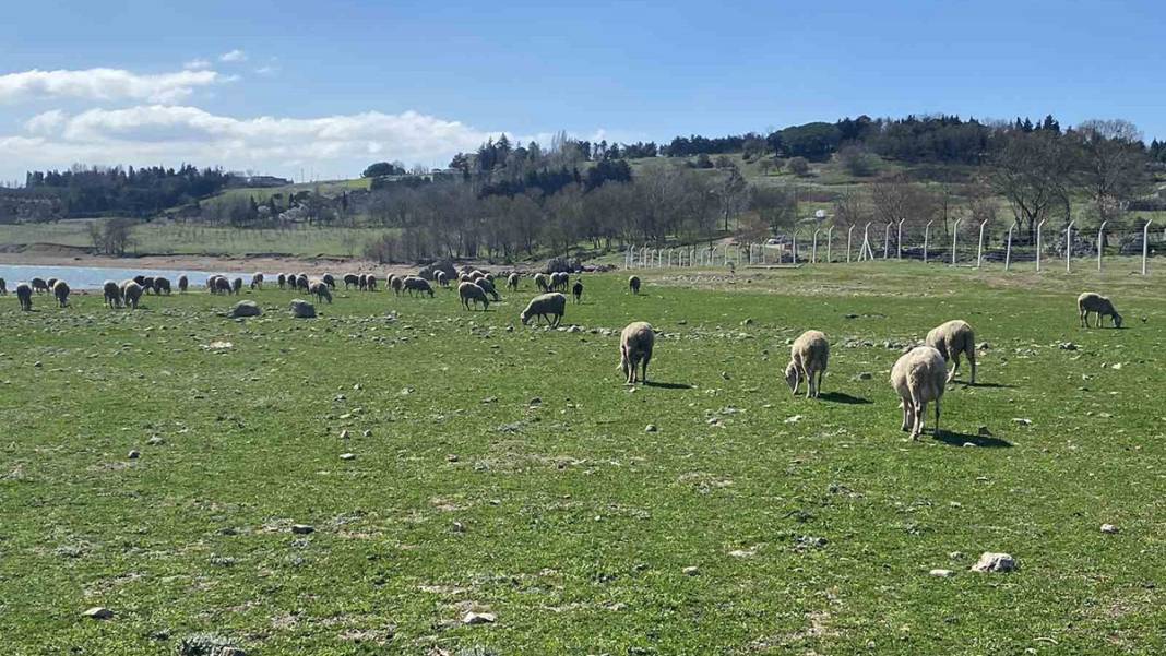 İstanbul'da korkutan görüntü! Balıkların olduğu yerde koyunlar otluyor 5