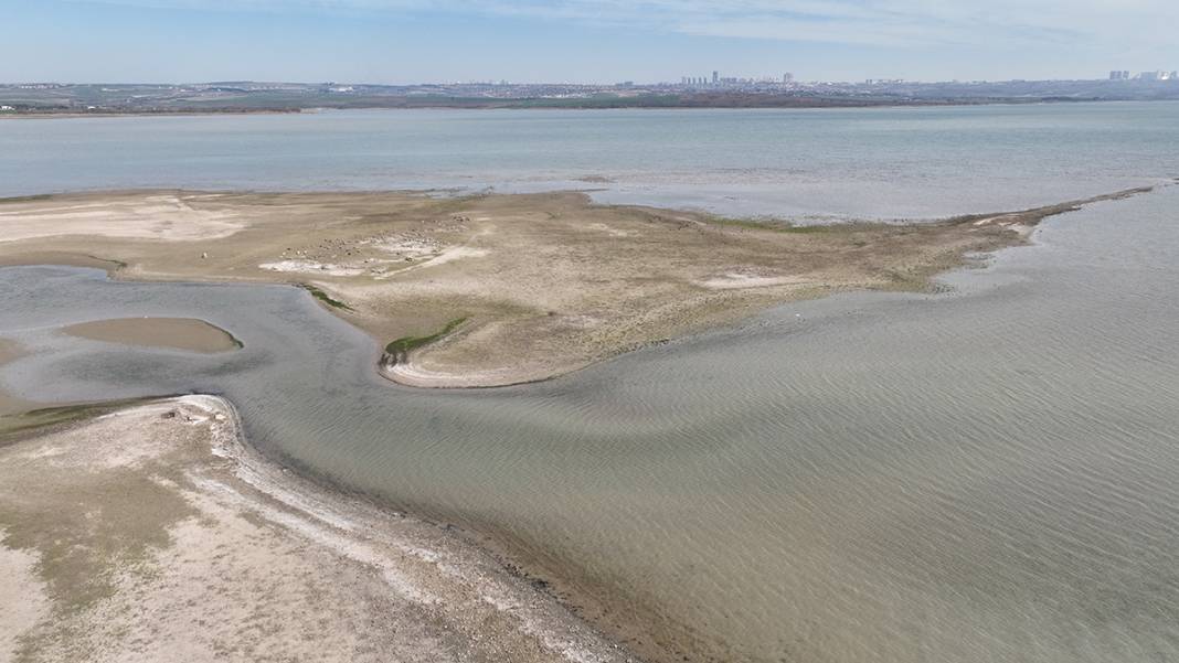 İstanbul'da korkutan görüntü! Balıkların olduğu yerde koyunlar otluyor 8