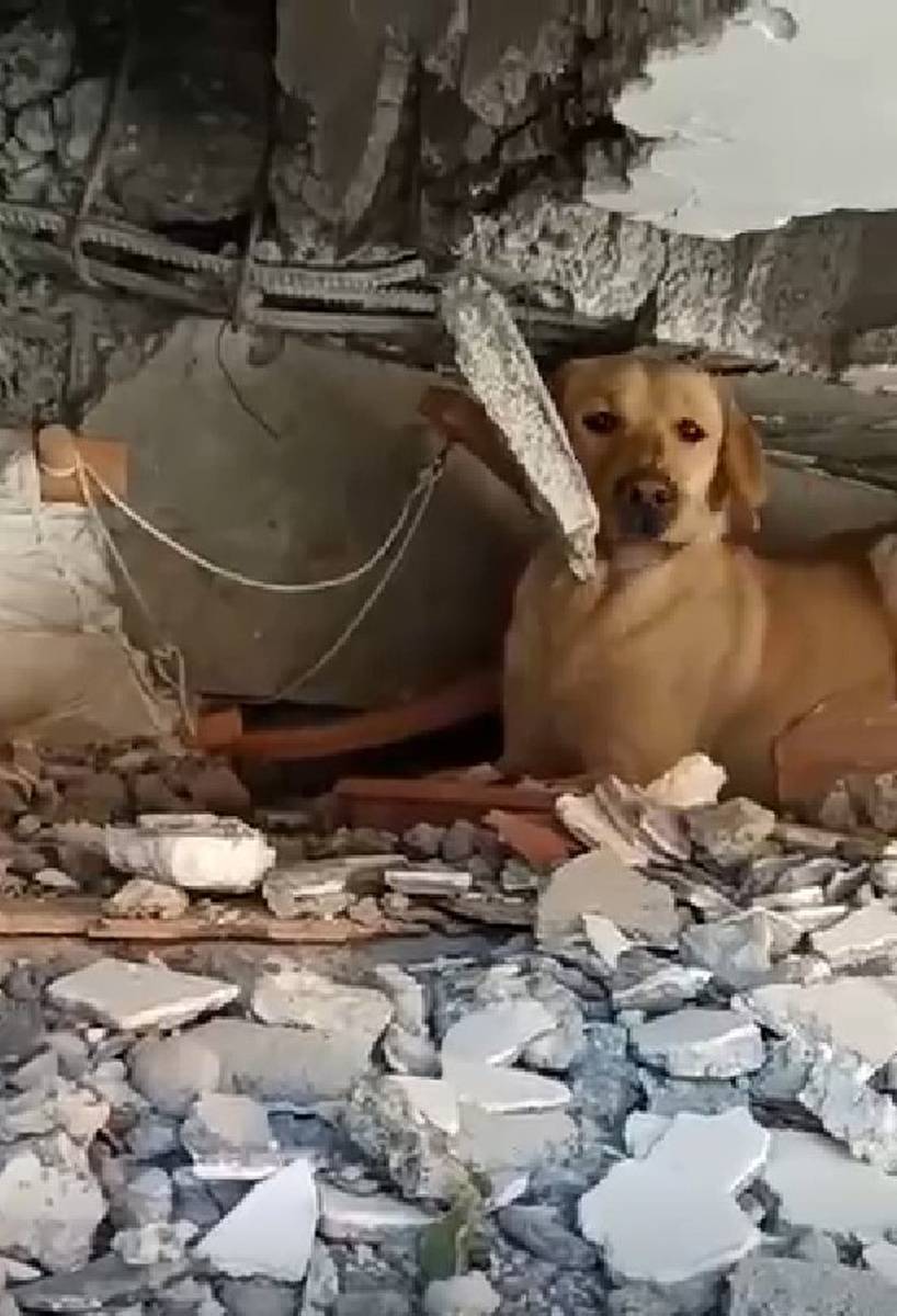 İlk görevlerinde yüzlerce insanı kurtardılar: TSK'dan Yasa, Masum, Devil, Alel ve Teno'ya madalya 12