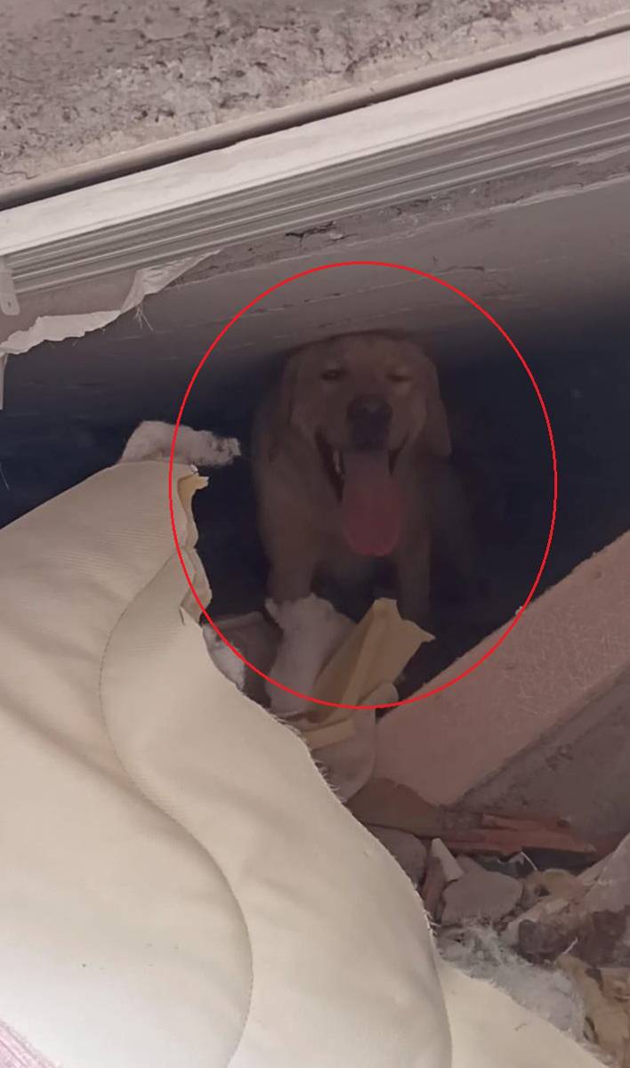 İlk görevlerinde yüzlerce insanı kurtardılar: TSK'dan Yasa, Masum, Devil, Alel ve Teno'ya madalya 13