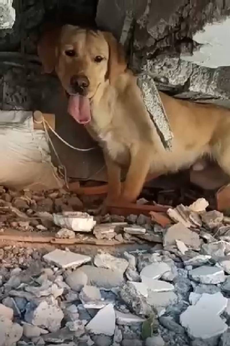 İlk görevlerinde yüzlerce insanı kurtardılar: TSK'dan Yasa, Masum, Devil, Alel ve Teno'ya madalya 10