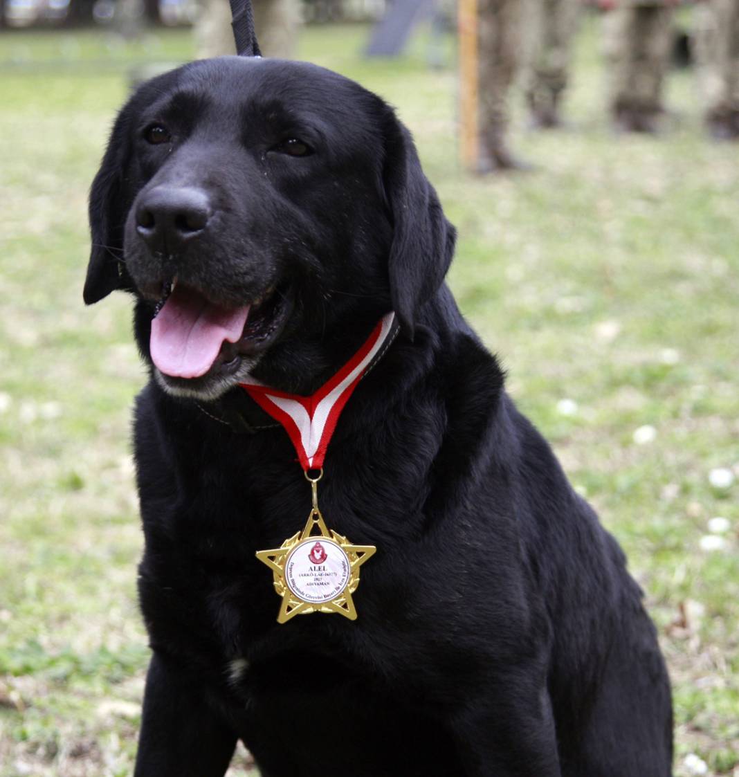 İlk görevlerinde yüzlerce insanı kurtardılar: TSK'dan Yasa, Masum, Devil, Alel ve Teno'ya madalya 2