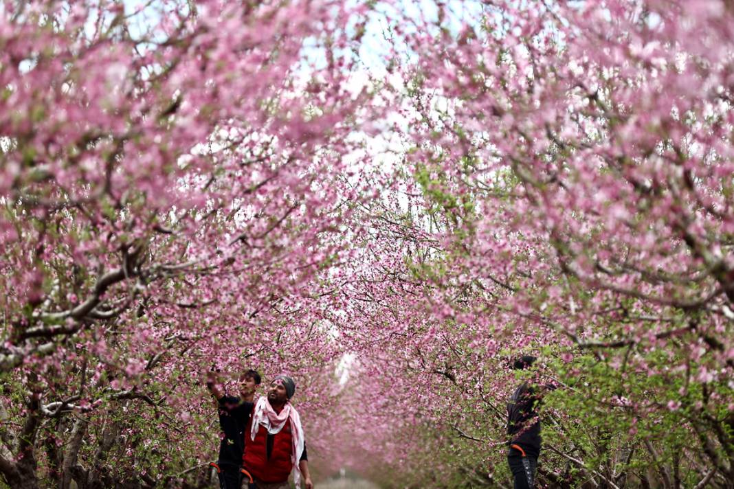 Doğa canlanıyor... Amik Ovası baharla renklendi 15
