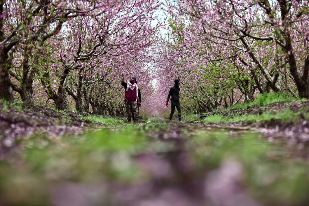 Doğa canlanıyor... Amik Ovası baharla renklendi 16