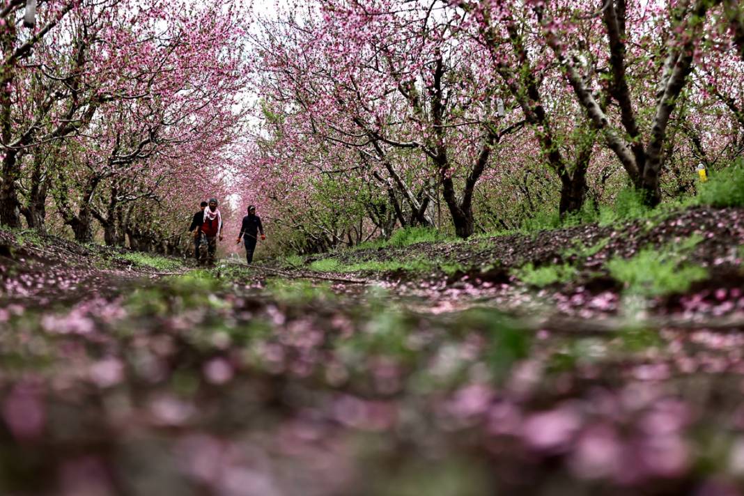 Doğa canlanıyor... Amik Ovası baharla renklendi 17