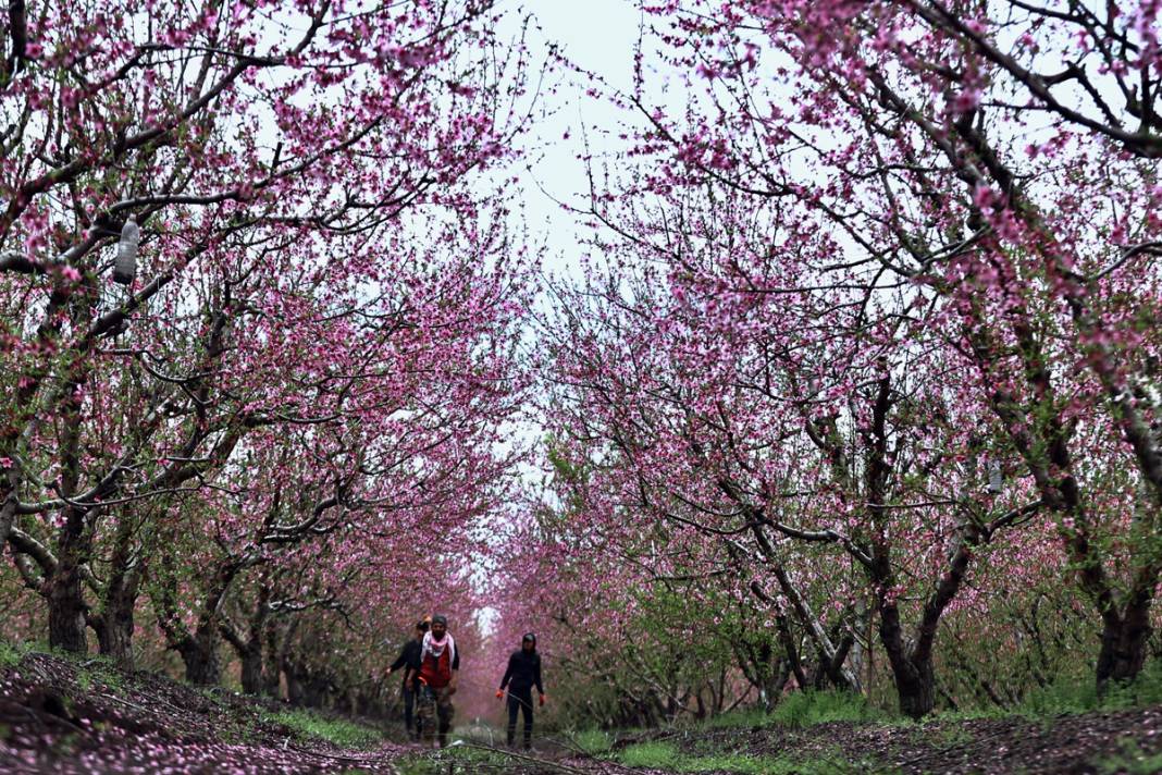 Doğa canlanıyor... Amik Ovası baharla renklendi 18