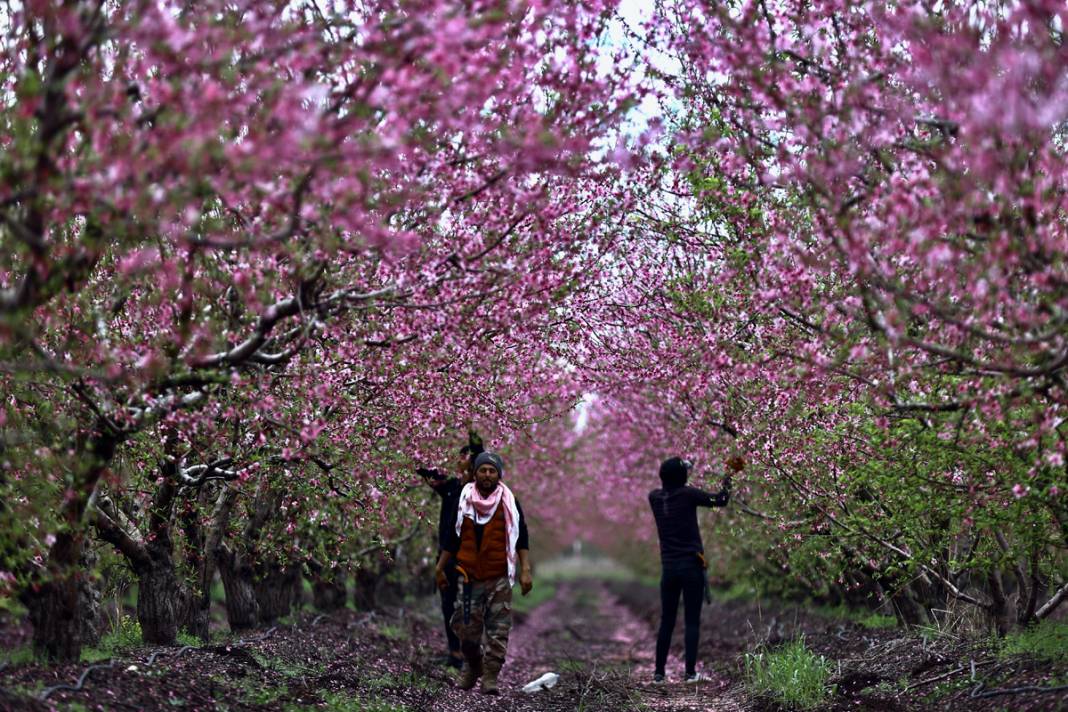 Doğa canlanıyor... Amik Ovası baharla renklendi 14