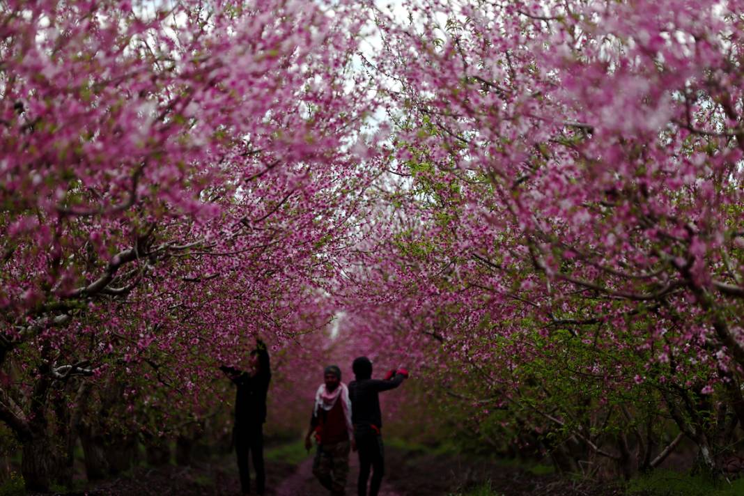 Doğa canlanıyor... Amik Ovası baharla renklendi 13