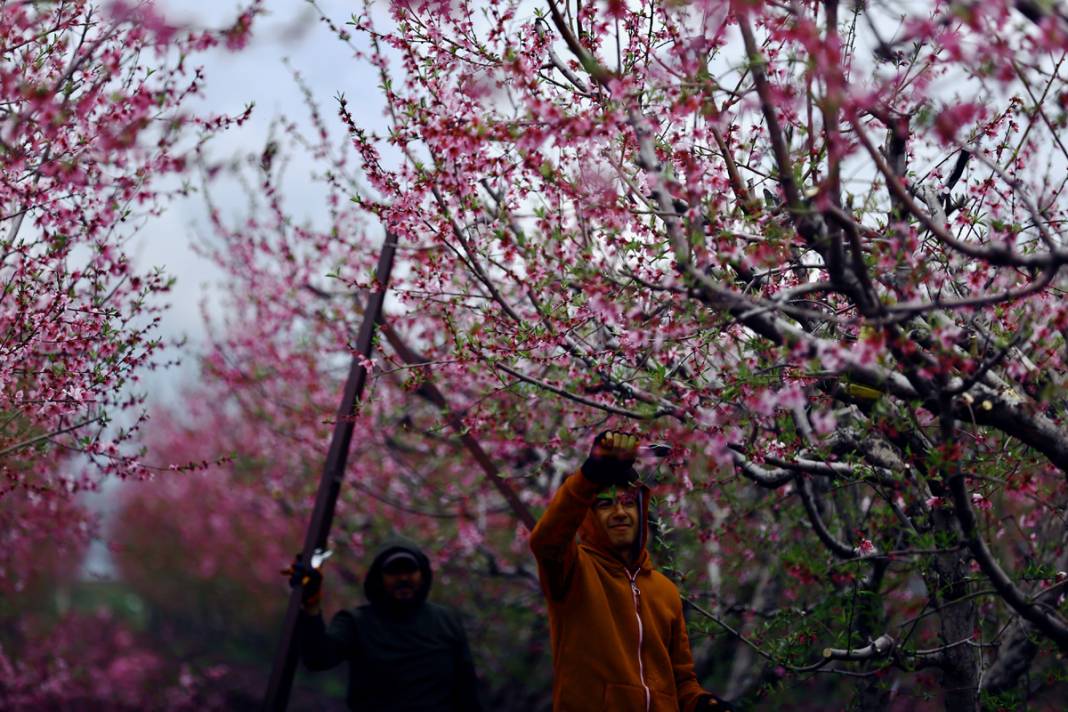 Doğa canlanıyor... Amik Ovası baharla renklendi 10