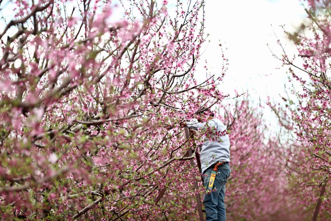 Doğa canlanıyor... Amik Ovası baharla renklendi 11