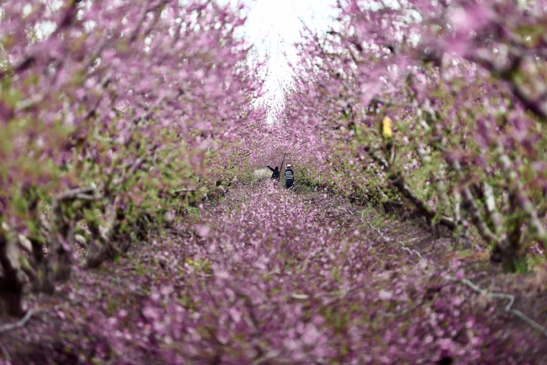 Doğa canlanıyor... Amik Ovası baharla renklendi 12