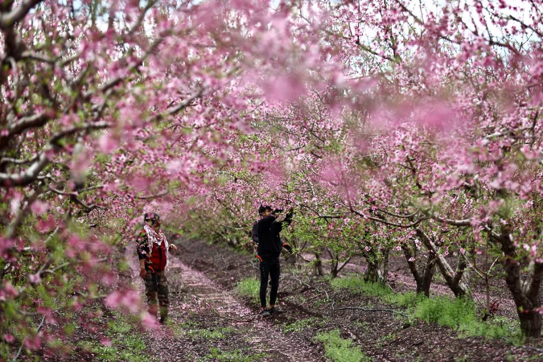 Doğa canlanıyor... Amik Ovası baharla renklendi 9