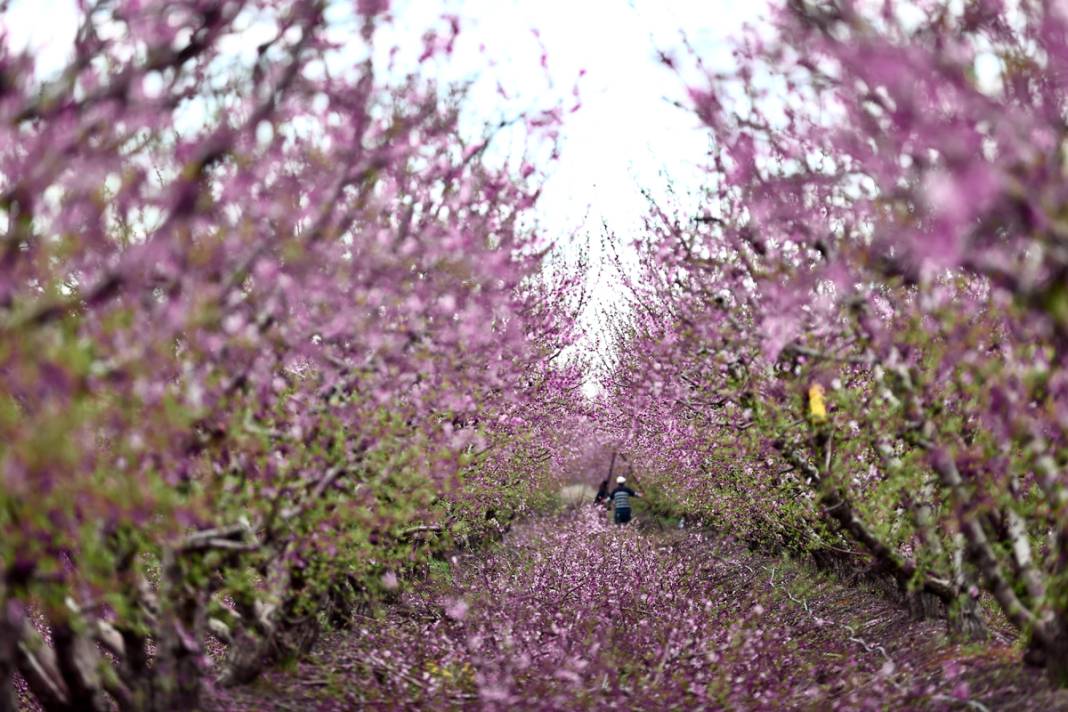 Doğa canlanıyor... Amik Ovası baharla renklendi 8