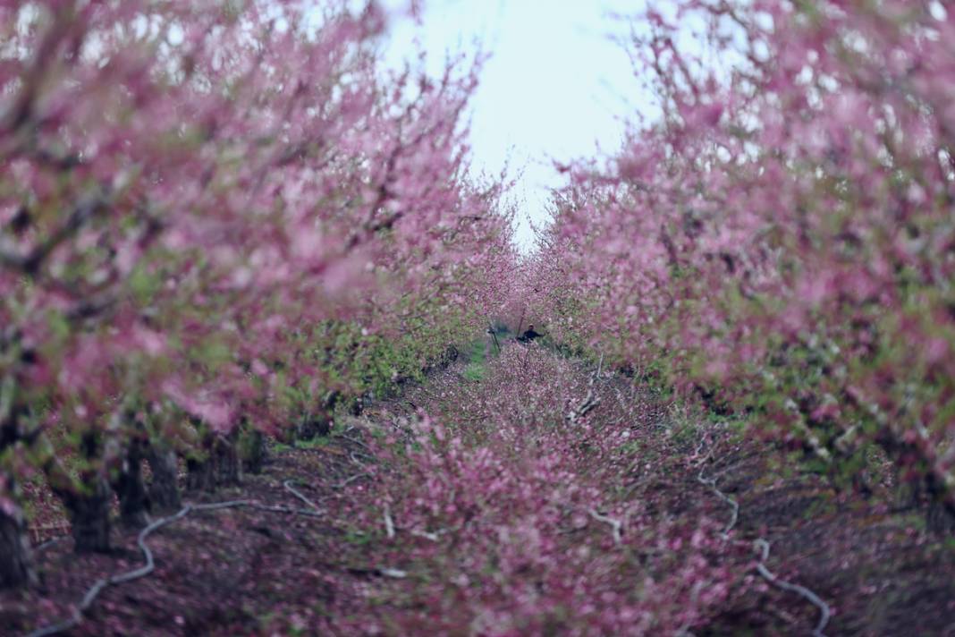 Doğa canlanıyor... Amik Ovası baharla renklendi 7