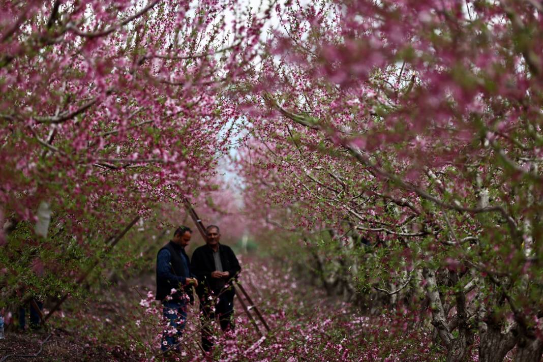 Doğa canlanıyor... Amik Ovası baharla renklendi 6