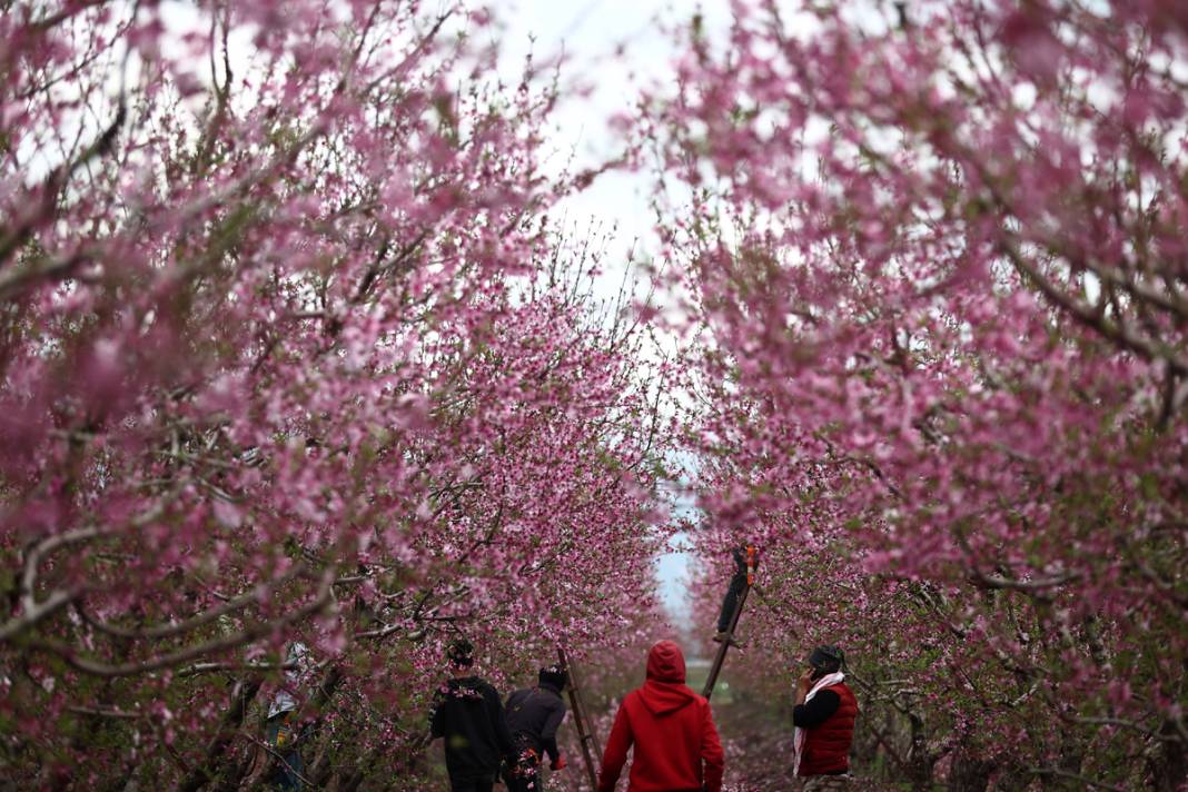 Doğa canlanıyor... Amik Ovası baharla renklendi 5
