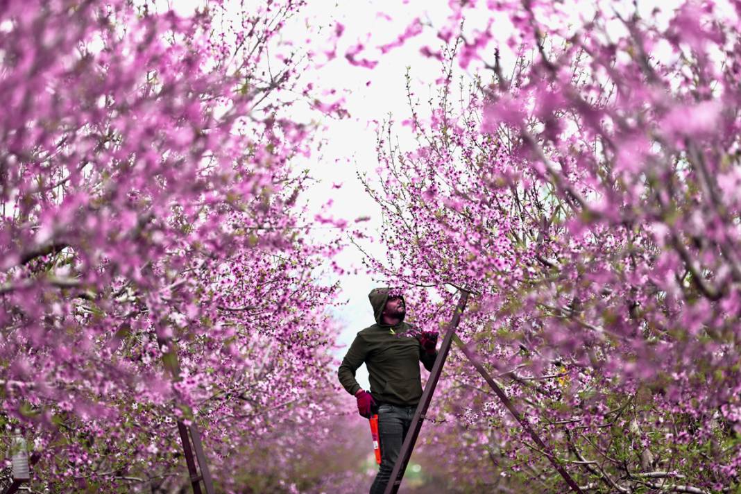 Doğa canlanıyor... Amik Ovası baharla renklendi 4