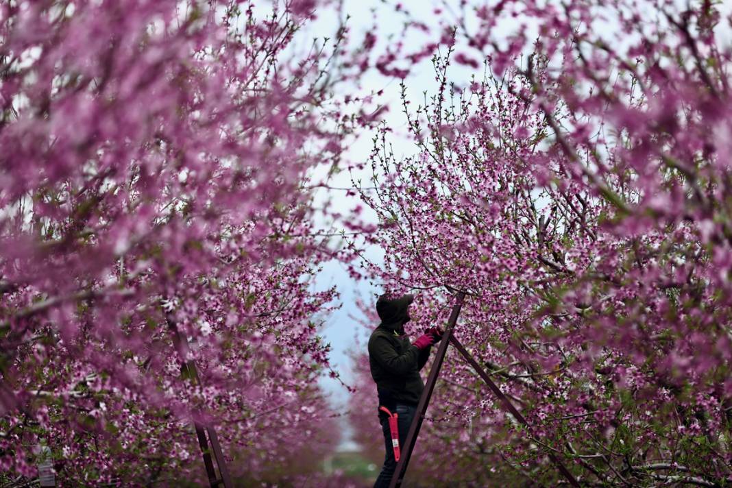 Doğa canlanıyor... Amik Ovası baharla renklendi 3