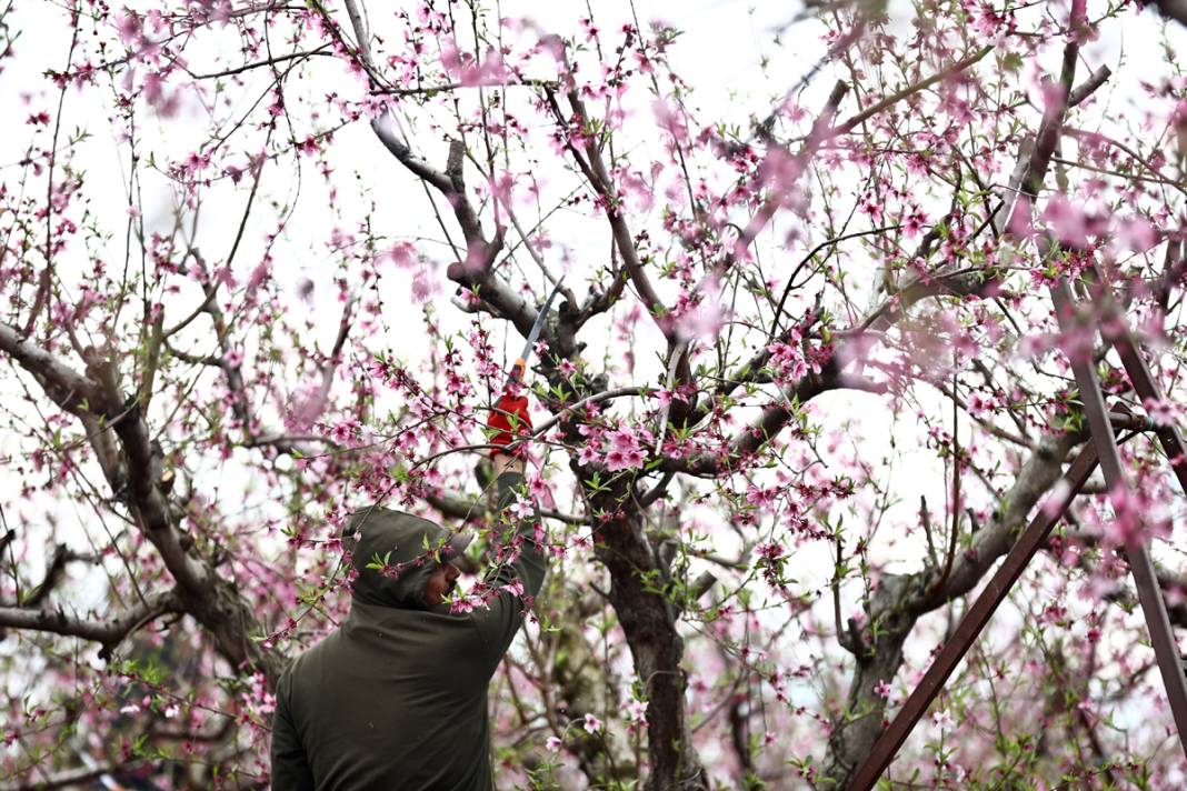 Doğa canlanıyor... Amik Ovası baharla renklendi 2