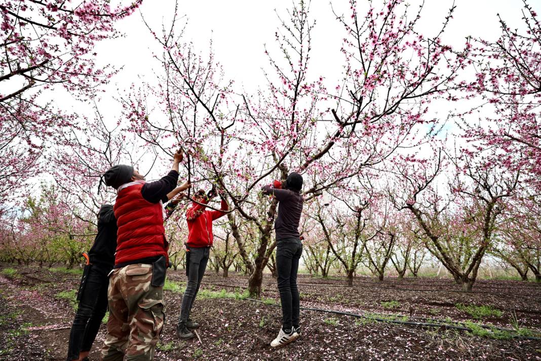 Doğa canlanıyor... Amik Ovası baharla renklendi 1