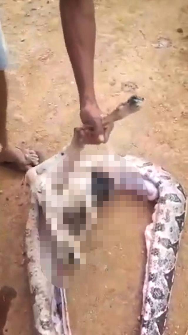 Şişlik fark edince olanlar oldu! Yılanın karnını yaran köylü gördüğü manzara karşısında küçük dilini yuttu 3