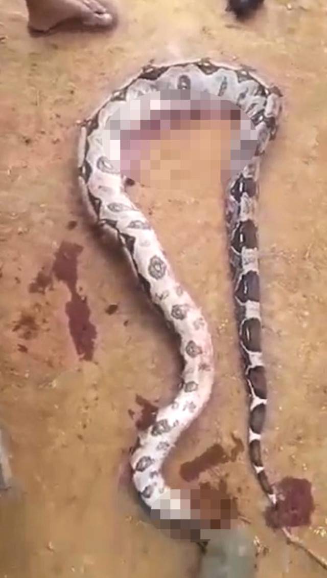 Şişlik fark edince olanlar oldu! Yılanın karnını yaran köylü gördüğü manzara karşısında küçük dilini yuttu 4