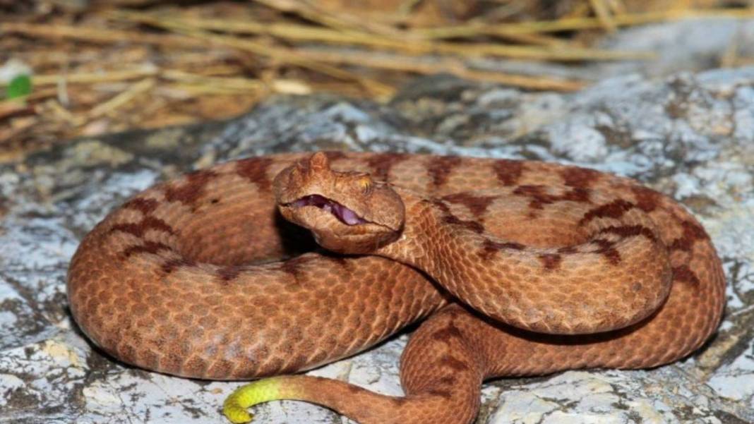 Ev değil yılan yuvası! 2 yaşındaki oğlunu yılanla birlikte gören anne acı gerçeği öğrendi: Meğer onlarcası... 7