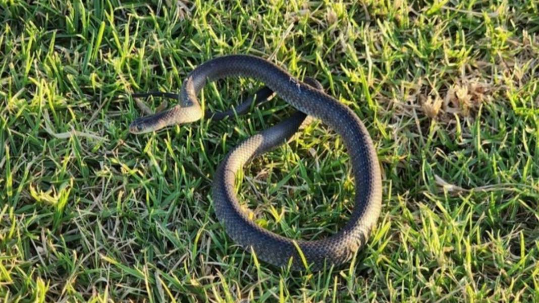 Ev değil yılan yuvası! 2 yaşındaki oğlunu yılanla birlikte gören anne acı gerçeği öğrendi: Meğer onlarcası... 3