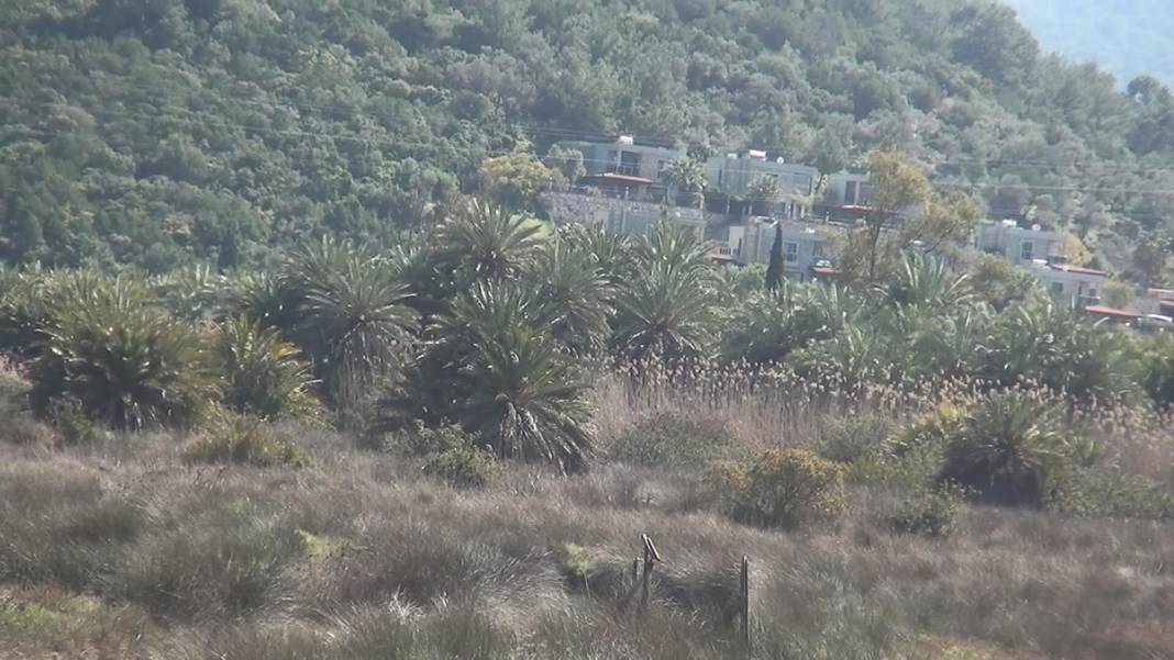 60'tan fazla kuş ve balık türünün eviydi... 'Akdeniz Gölü' artık bataklık 6