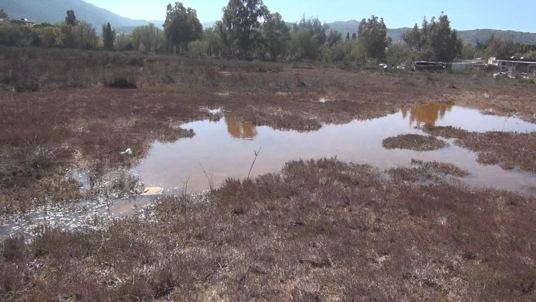 60'tan fazla kuş ve balık türünün eviydi... 'Akdeniz Gölü' artık bataklık 11