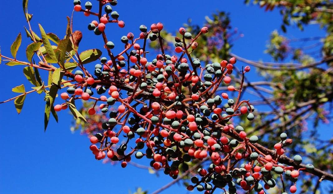 Türk kahvesinden daha faydalı olduğu ortaya çıktı! Bir fincanı öksürüğü 'şıp' diye kesiyor! 2