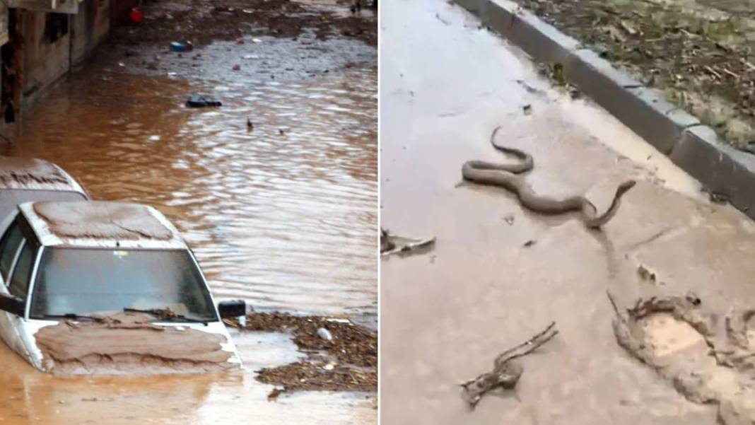 Bir bu eksikti! Depremin ve sel felaketinin vurduğu kentte yılan dehşeti: Yılanlar her yere saçıldı 3