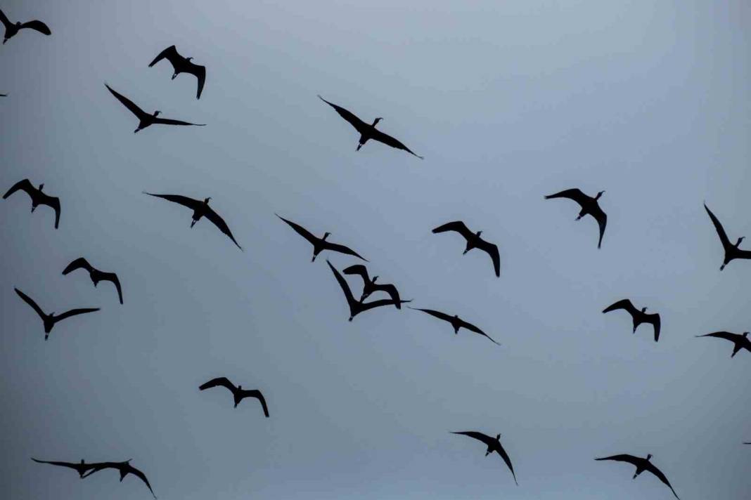 Türkiye'nin kuş cenneti Samandağ'da tepki çeken görüntü: Yıkılan binaların molozları dökülüyor! 2