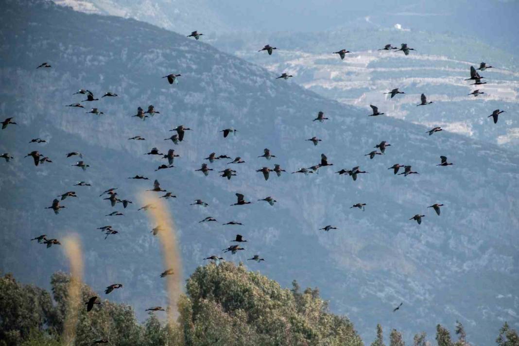 Türkiye'nin kuş cenneti Samandağ'da tepki çeken görüntü: Yıkılan binaların molozları dökülüyor! 8