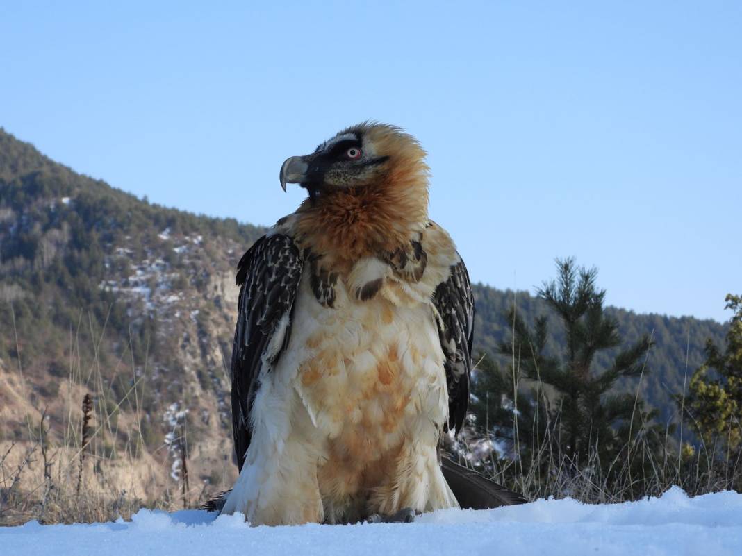 Tehlikedeki 10 tür arasında! Artvin'de köylüler buldu 10