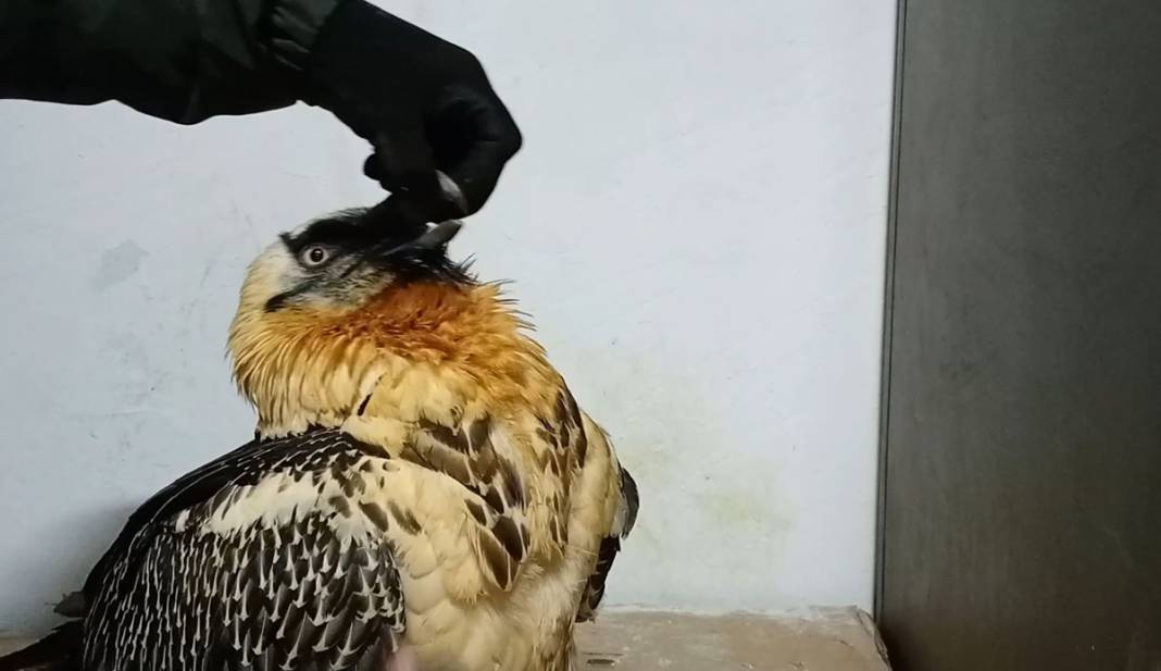 Tehlikedeki 10 tür arasında! Artvin'de köylüler buldu 2