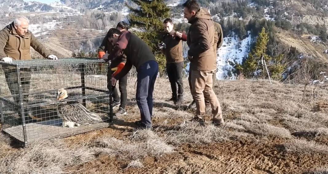 Tehlikedeki 10 tür arasında! Artvin'de köylüler buldu 1