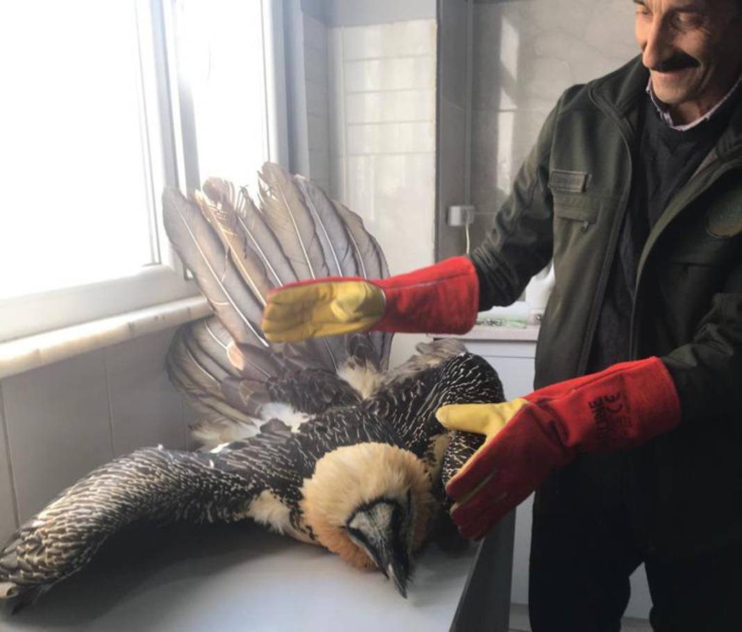 Tehlikedeki 10 tür arasında! Artvin'de köylüler buldu 12