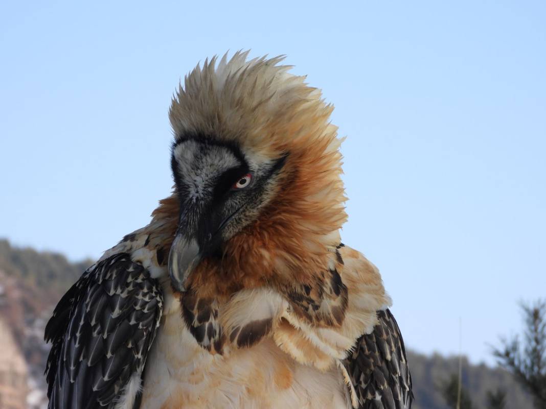 Tehlikedeki 10 tür arasında! Artvin'de köylüler buldu 11