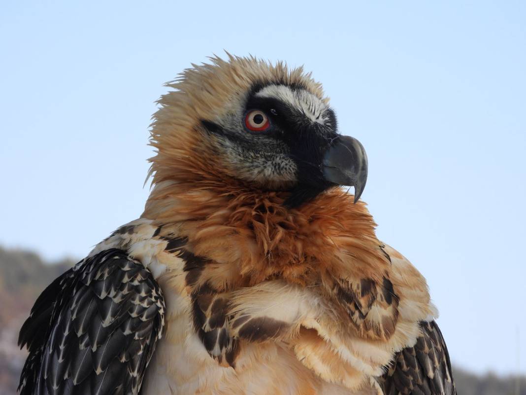 Tehlikedeki 10 tür arasında! Artvin'de köylüler buldu 9