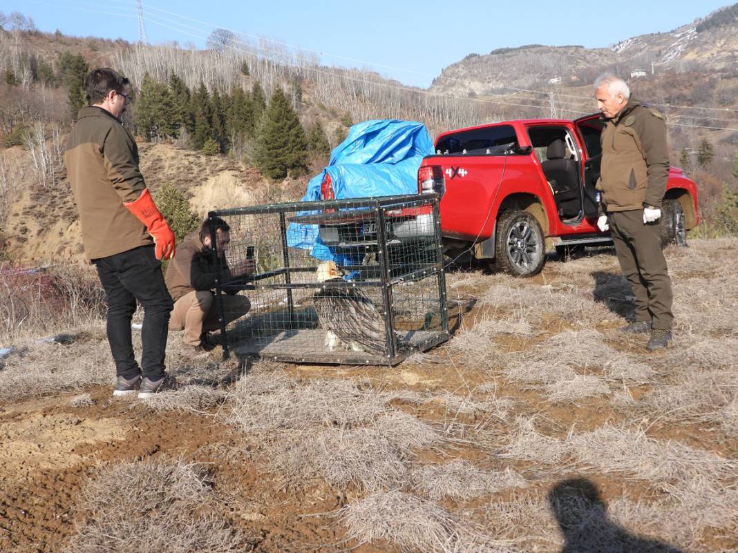 Tehlikedeki 10 tür arasında! Artvin'de köylüler buldu 8