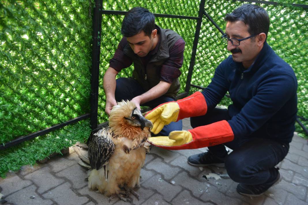 Tehlikedeki 10 tür arasında! Artvin'de köylüler buldu 7