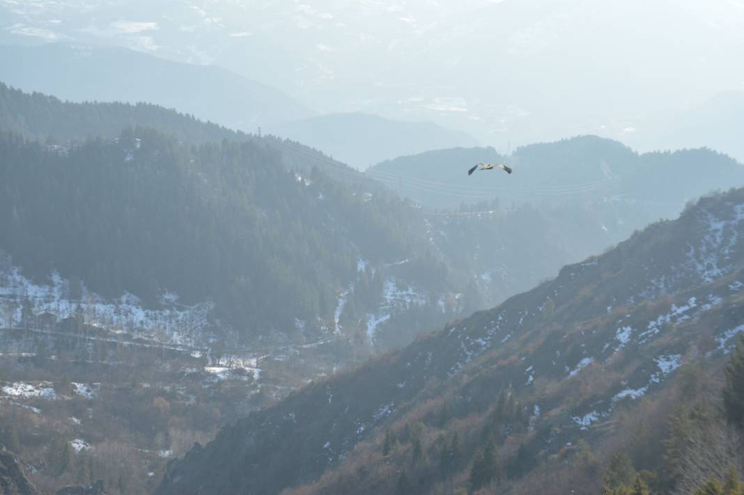 Tehlikedeki 10 tür arasında! Artvin'de köylüler buldu 6