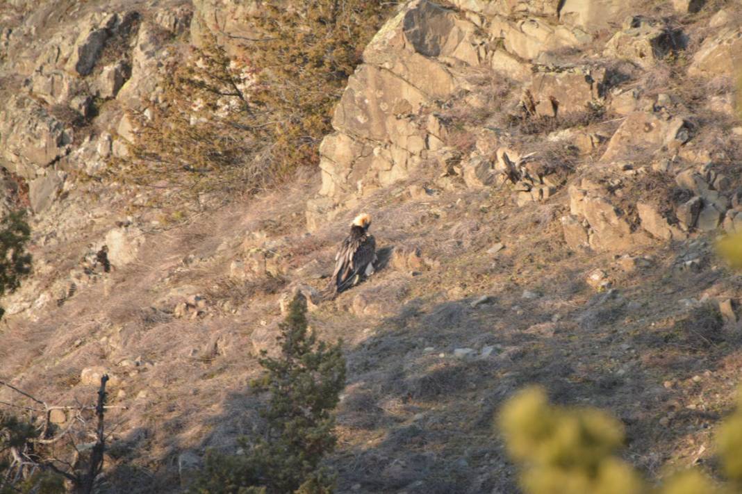 Tehlikedeki 10 tür arasında! Artvin'de köylüler buldu 3