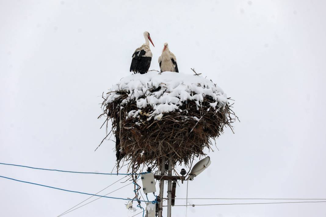 Baharın müjdecisi leyleklere kar sürprizi 9
