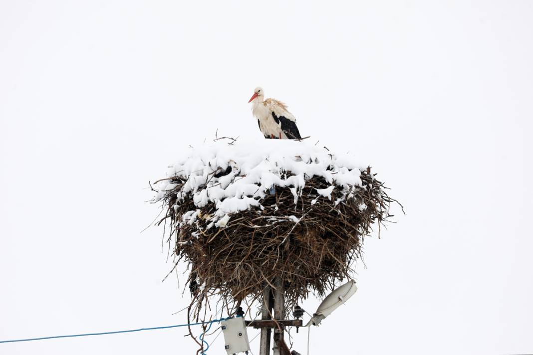 Baharın müjdecisi leyleklere kar sürprizi 10